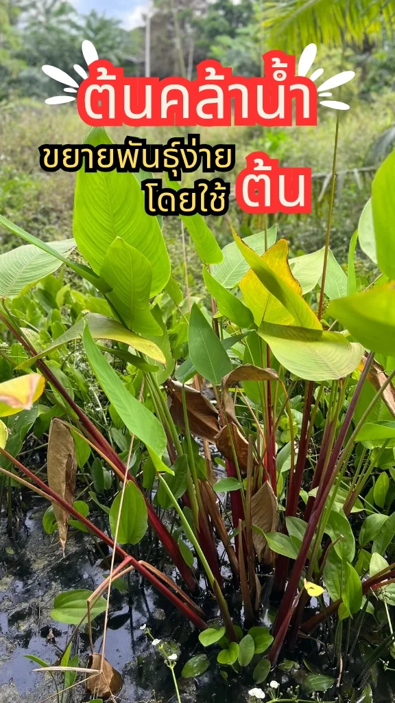 มารู้รู้จัก ต้นคล้าน้ำ ดอกเป็นช่อยาว ไม้น้ำ ออกดอกสวย ขยายพันธุ์ง่ายด้วยต้น