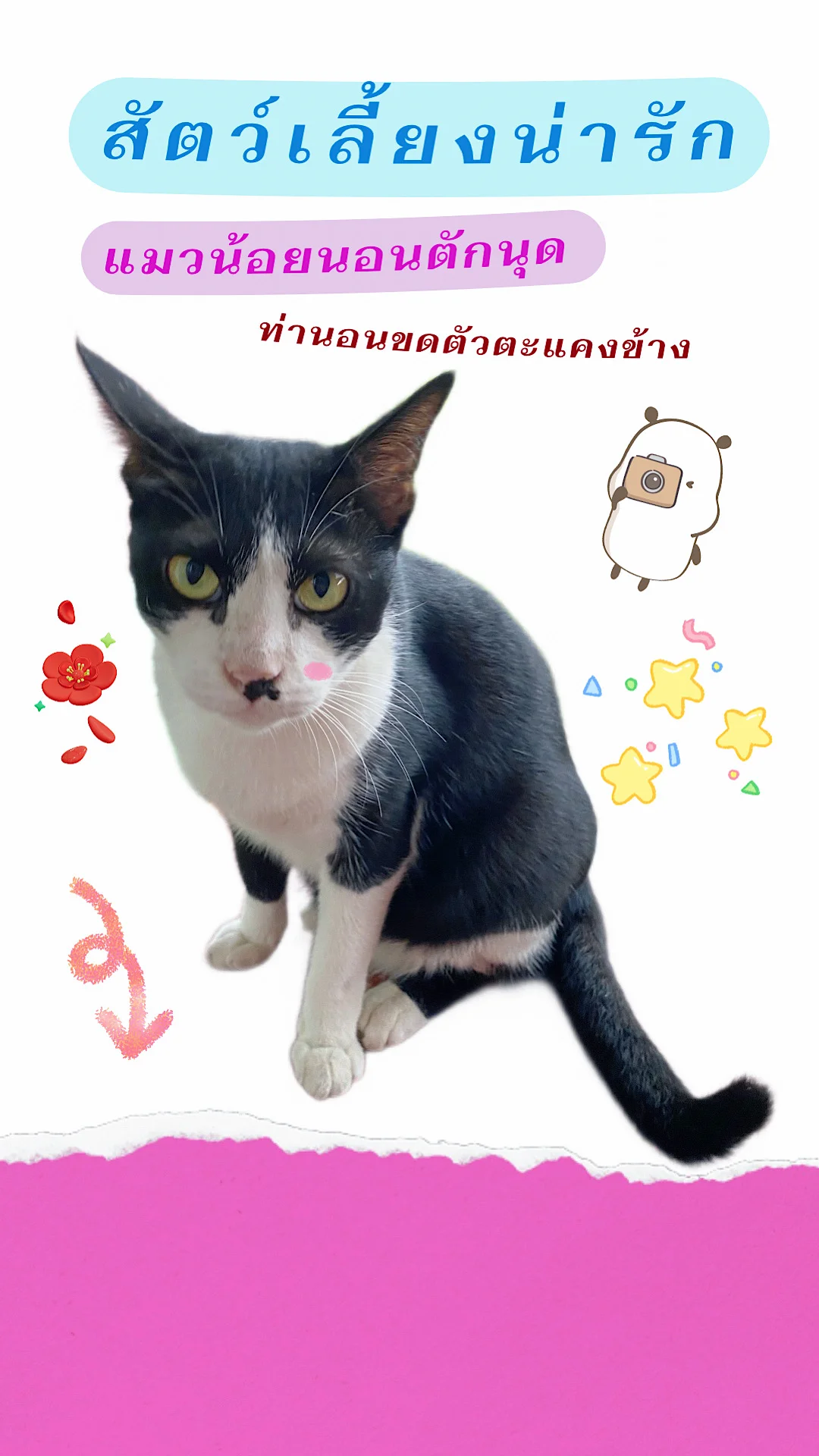 ขี้อ้อนจังนะเจ้าเหมียว แมวนอนหลับบนตักนุด สัตว์เลี้ยงน่ารัก