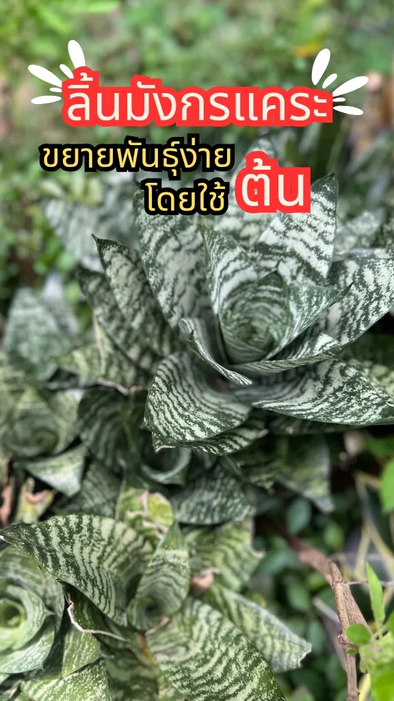 ต้นลิ้นมังกรแคระ ไม้มงคลปลูกง่าย ต้นสวยงามมีเสน่ห์ ขยายพันธุ์ง่ายด้วยต้น