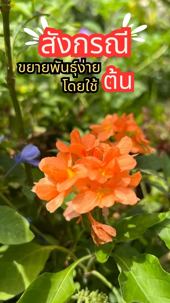 ต้นสังกรณี ดอกสีส้มสดใส ออกดอกเป็นช่อ พร้อมวิธีปลูกง่าย ๆ