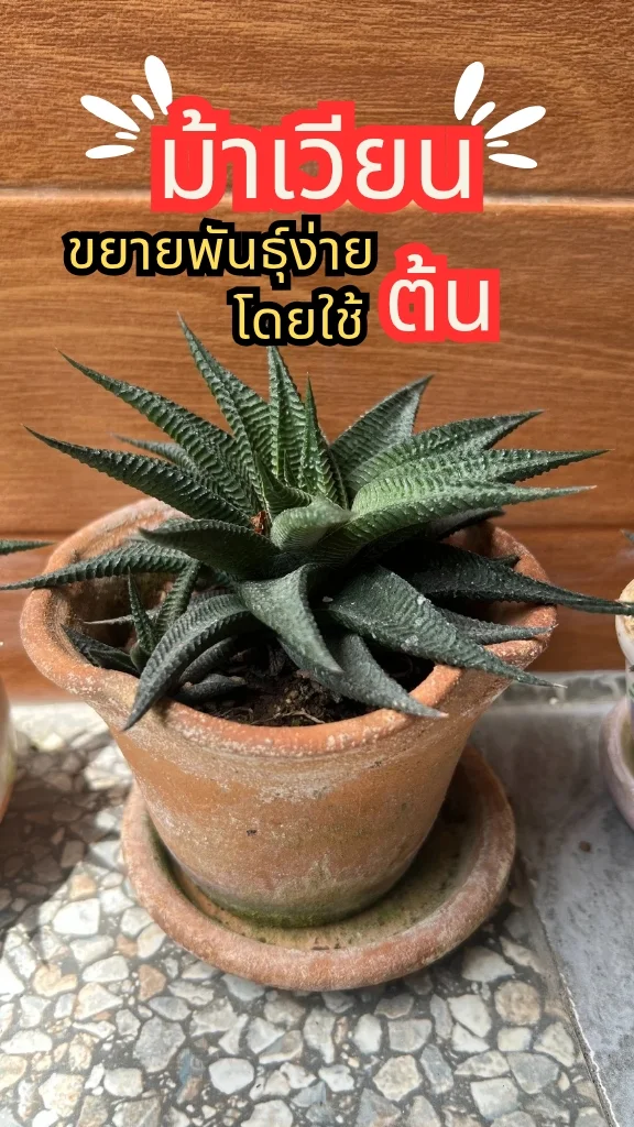 ต้นม้าเวียน ใบสีลายสวยงามมีเสน่ห์ ออกดอกสวย ขยายพันธุ์ง่ายด้วยต้น