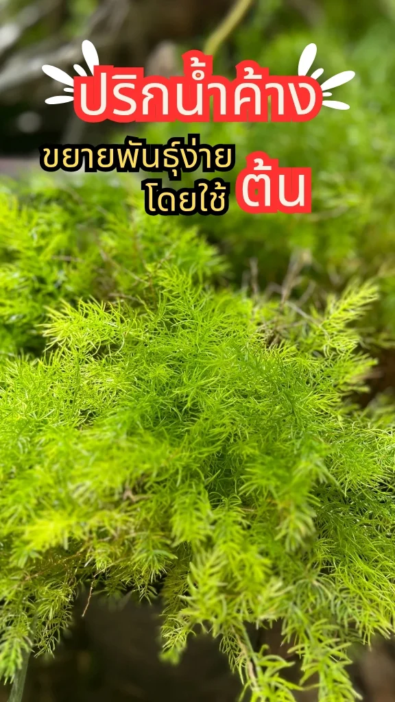รู้จักต้นปริกน้ำค้าง ใบสีเขียวสวยงามมีเสน่ห์ ขยายพันธุ์ง่ายด้วยต้น