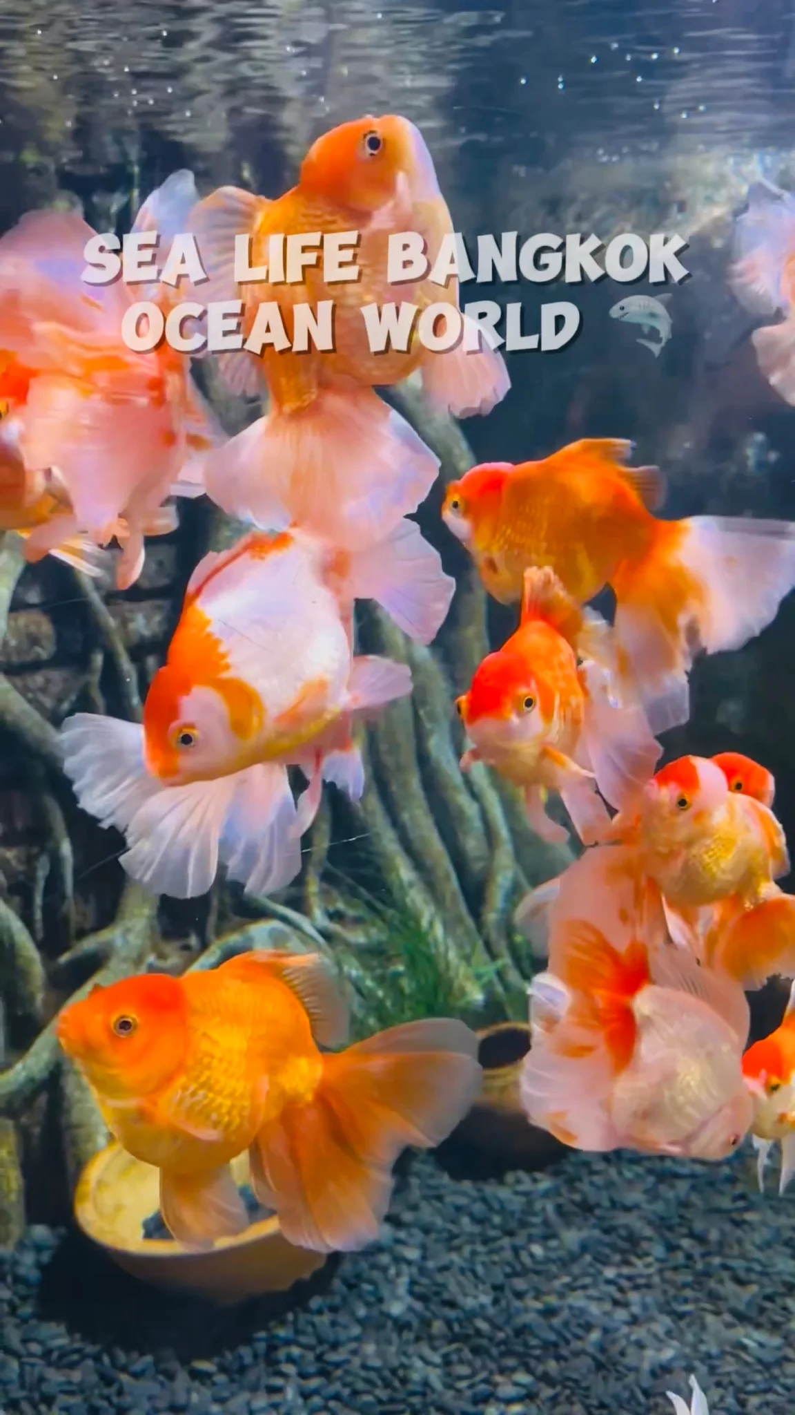 SEA LIFE Bangkok Ocean World ที่พารากอน สำรวจอาณาจักรสัตว์และโลกใต้ท้องทะเล 🦈🪼