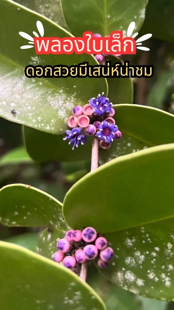 ชวนไปรู้จัก ต้นพลองใบเล็ก ดอกสวยงามมีเสน่ห์ น่ามองมาก ๆ เลย ดอกไม้หายาก