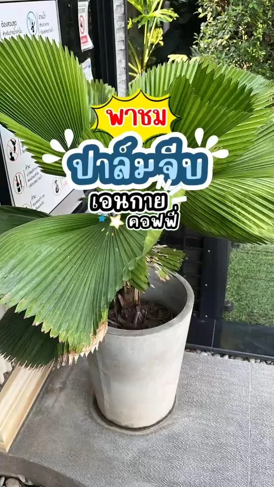 พาชม ต้นปาล์มจีบ ใบคล้ายพัดจีบเท่ากันทุกจีบ ใบกว้าง เขียวสดใส