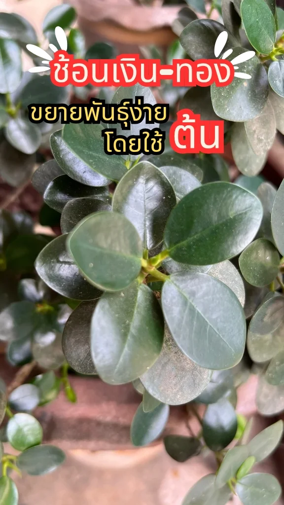 ต้นช้อนเงินช้อนทอง นามมงคล ใบเขียวสวยงามมีเสน่ห์ ขยายพันธุ์ง่ายด้วยต้น