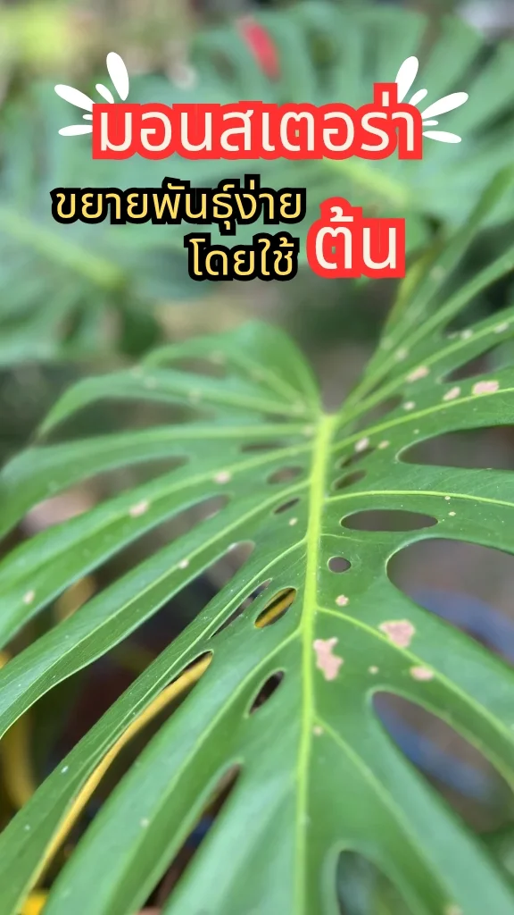 รู้จัก ต้นมอนสเตอร่า  ใบเขียวสวยงามมีเสน่ห์ ขยายพันธุ์ง่ายด้วยต้น