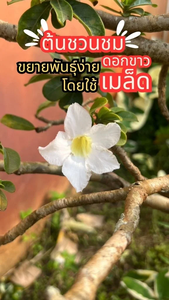 ดอกชวนชมสีขาว ดอกสวยสดใส สวยงามมีเสน่ห์ ขยายพันธุ์ง่ายด้วยเมล็ด