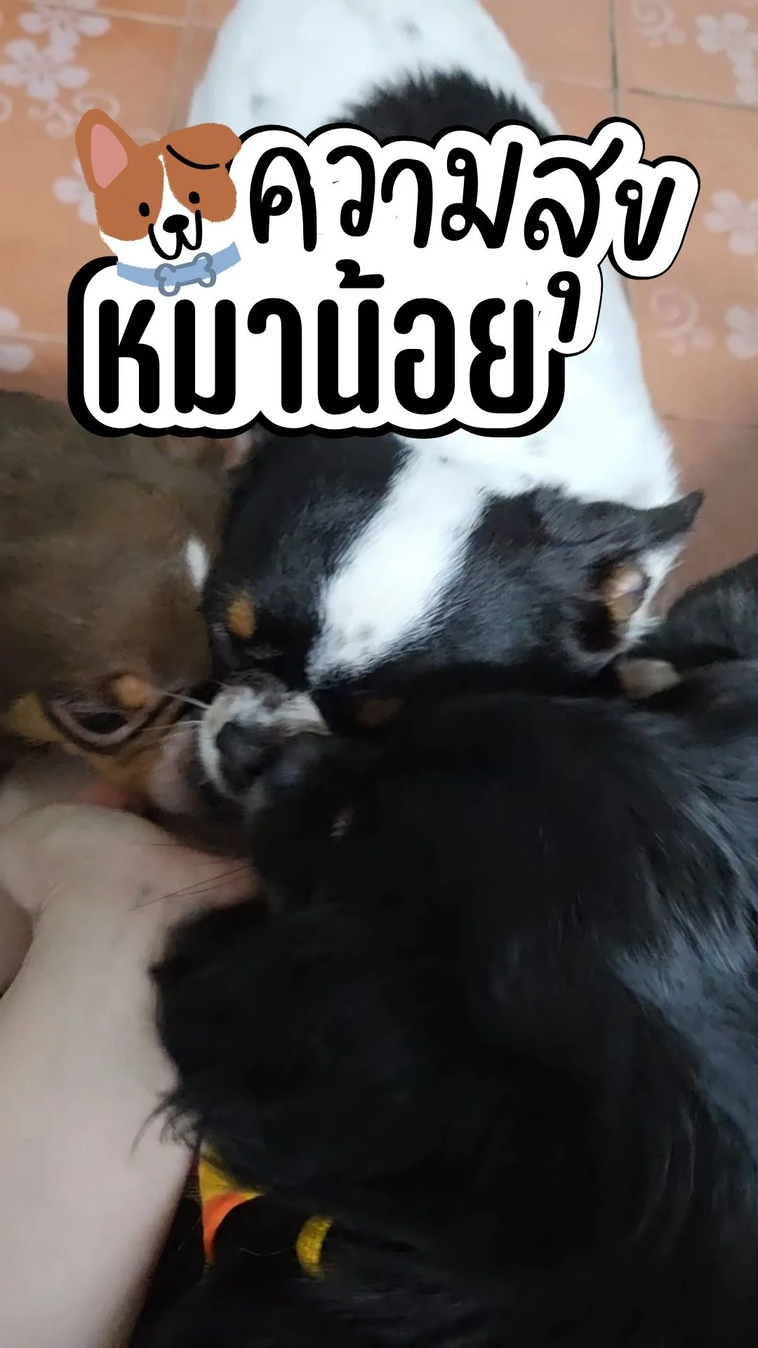 ความสุข หมาน้อย ชอบเกา หมาตลก หมาน่ารัก เรื่องวุ่นๆของสี่ขา
