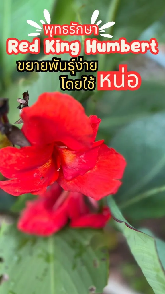 ต้นพุทธรักษา ต้นไม้มงคล ดอกสีแดงสด สวยงามมีเสน่ห์ ขยายพันธุ์ง่ายด้วยหน่อ