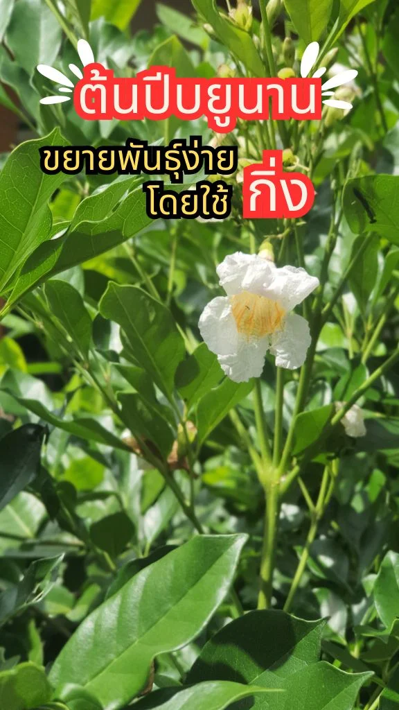 ต้นปีบยูนาน ดอกสีขาวสวยมาก ออกดอกเยอะตลอดปี ขยายพันธุ์ง่ายด้วยกิ่ง