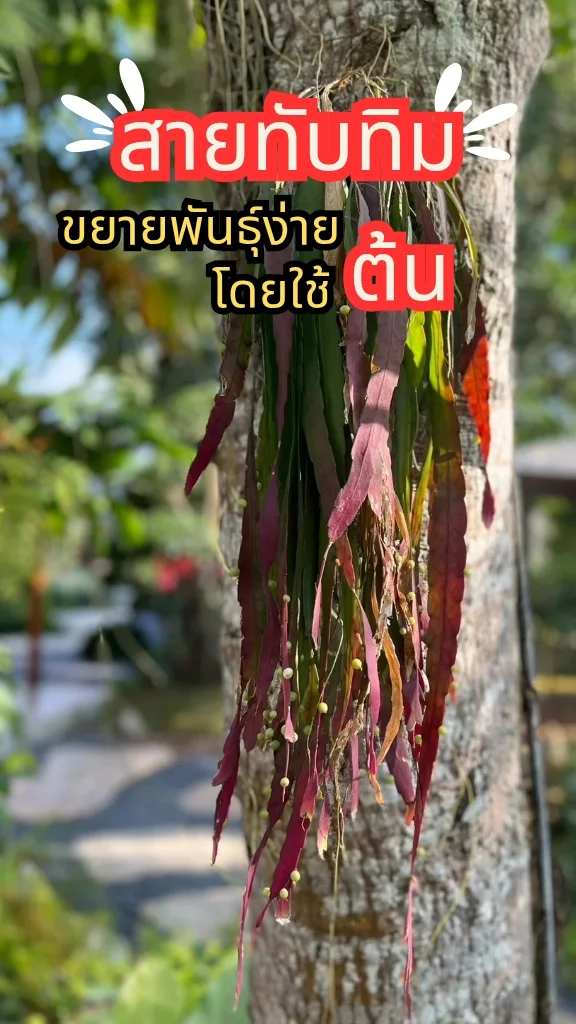 ต้นสายทับทิม ใบสีแดงเขียว ดูสวยงามมีเสน่ห์ ขยายพันธุ์ง่ายด้วยต้น
