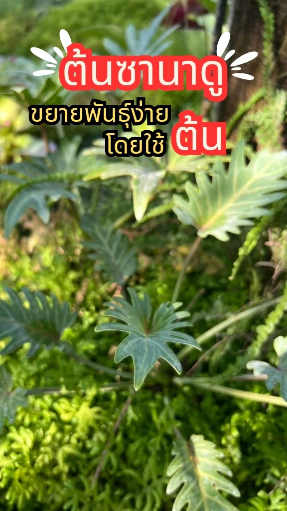 ต้นซานาดู ใบสีเขียวสวยเป็นแฉก มีเอกลักษณ์เฉพาะตัว ขยายพันธุ์ง่ายด้วยต้น