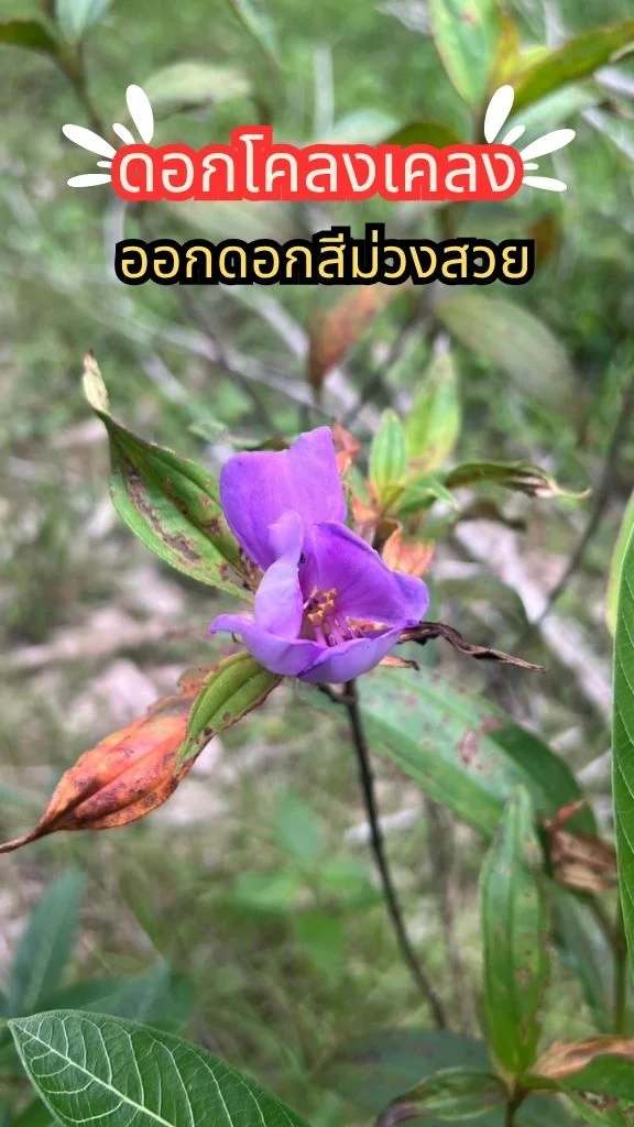 ต้นโคลงเคลง ดอกสีม่วงสวย ดอกไม้ป่า ดูสวยแปลกตา ออกดอกตลอดปี