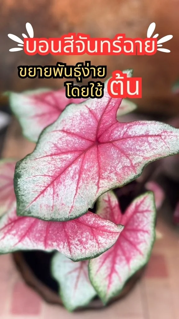 ต้นบอนสีจันทร์ฉาย ต้นไม้มงคล ใบสีชมพูขาวมีเสน่ห์ ขยายพันธุ์ด้วยต้นง่าย ๆ