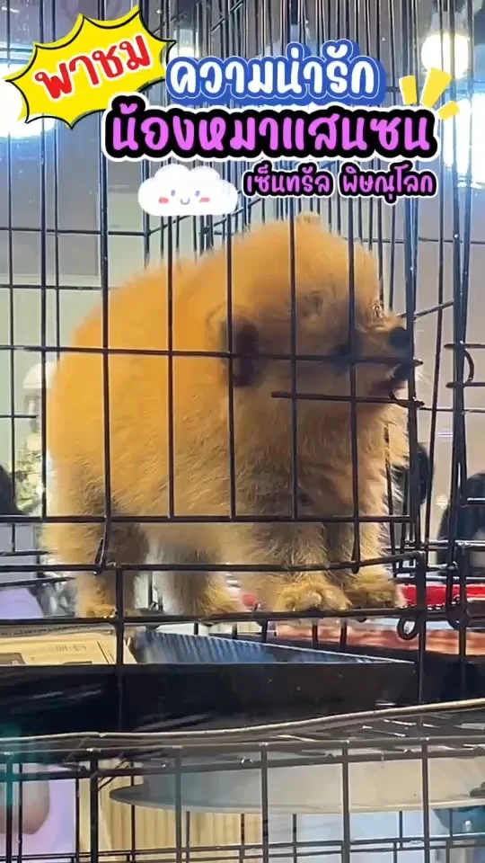 พาชม น้องหมาแสนซน ตัวอ้วนกลม ขนฟูน่ารัก สนุกสนานกับเพื่อนข้างบ้าน