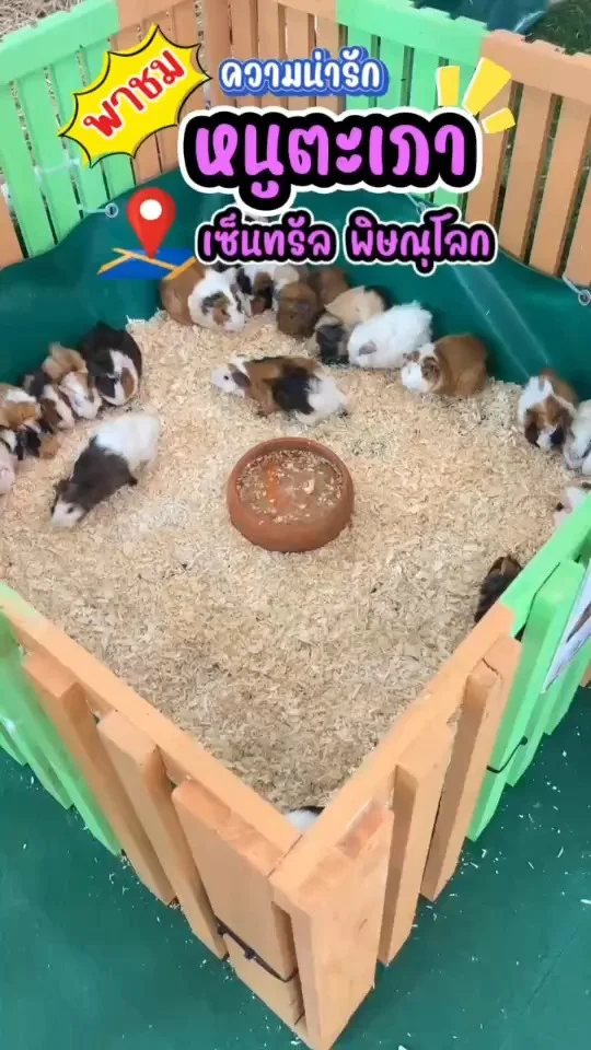 พาชม หนูตะเภา ตัวเล็กๆน่ารักมาก ขนหนายาว บางตัวมีสามสีเลย กินอาหารเก่งทุกตัว
