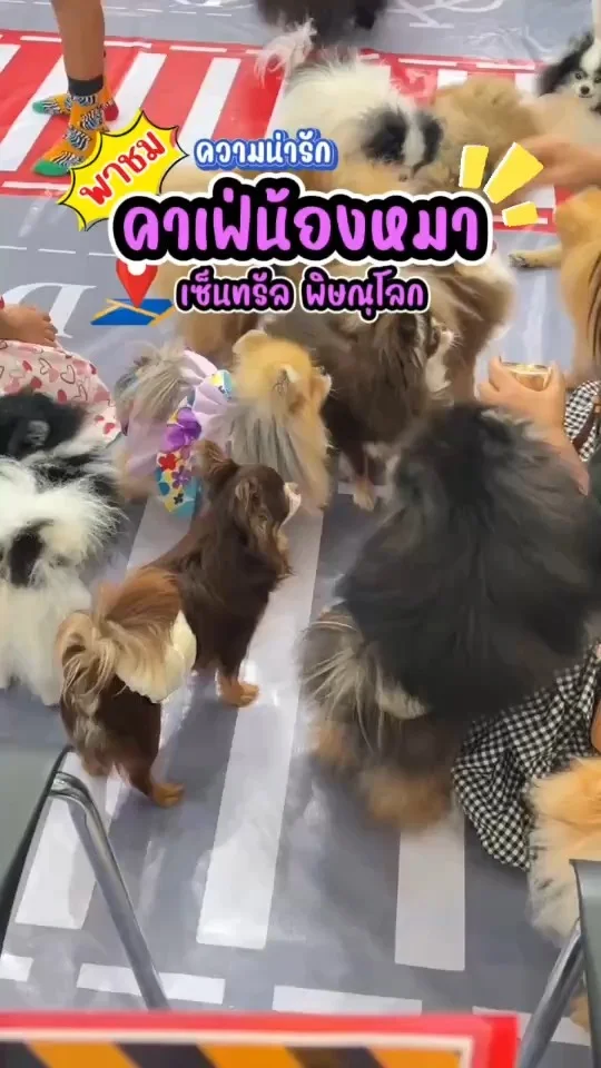 พาชม คาเฟ่น้องหมา น้องหมาขนฟูๆหลากหลายสายพันธุ์ น้องขี้เล่นต้อนรับแขกดีมาก