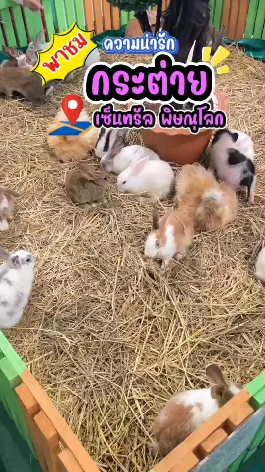 พาชม น้องกระต่าย ตัวเล็กๆน่ารักน่าเอ็นดู สีสันสวยงาม หูยาวตาแป๋ว ขนปุกปุย