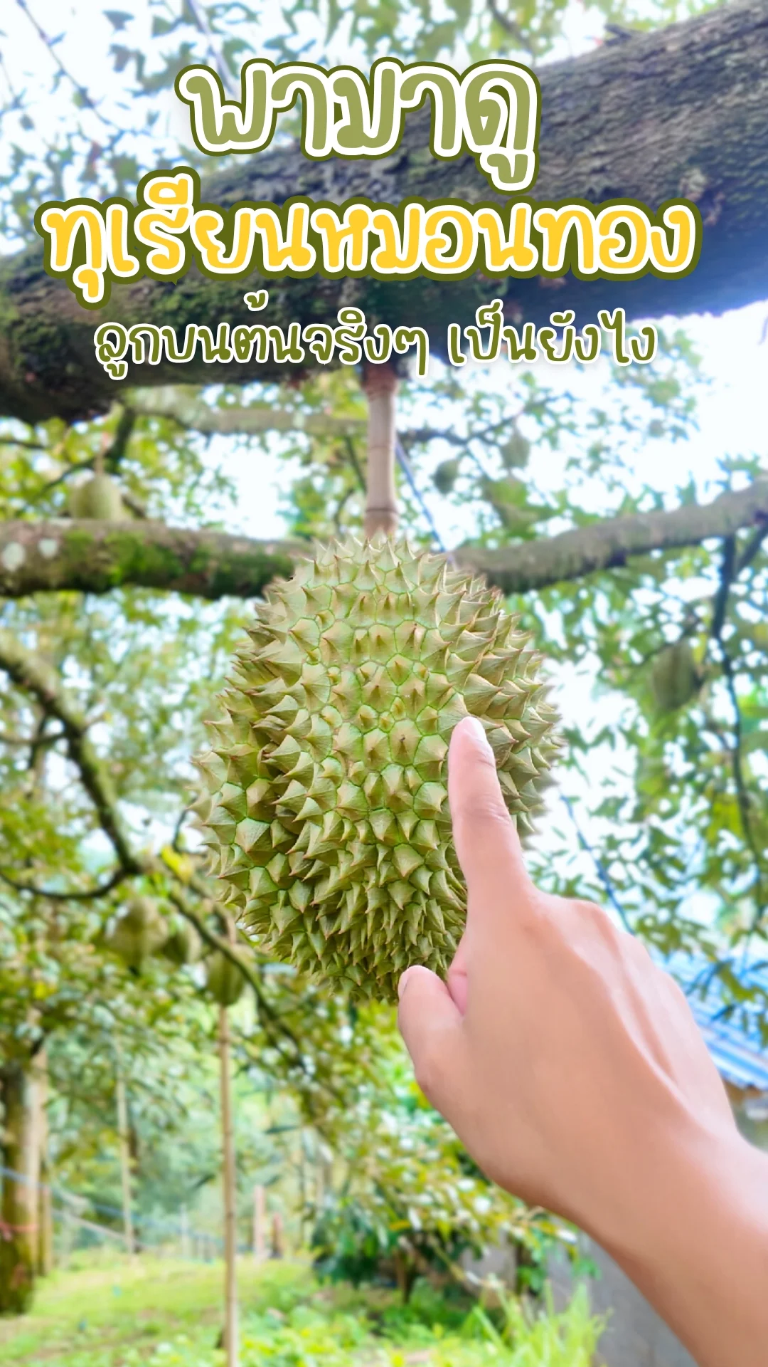 ทุเรียนหมอนทอง ลูกบนต้นจริงๆ เป็นยังไง ไปดูกัน