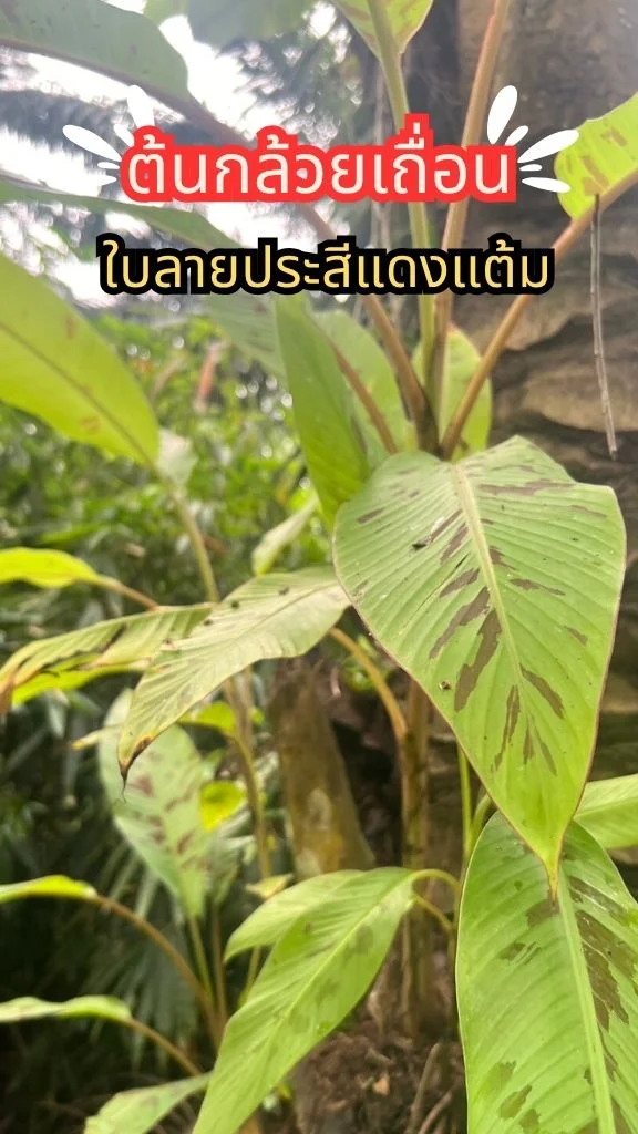 ต้นกล้วยป่า หรือต้นกล้วยเถื่อน ใบลายสวย  ไม้ป่ากินหน่ออ่อนหรือหยวกกล้วยได้