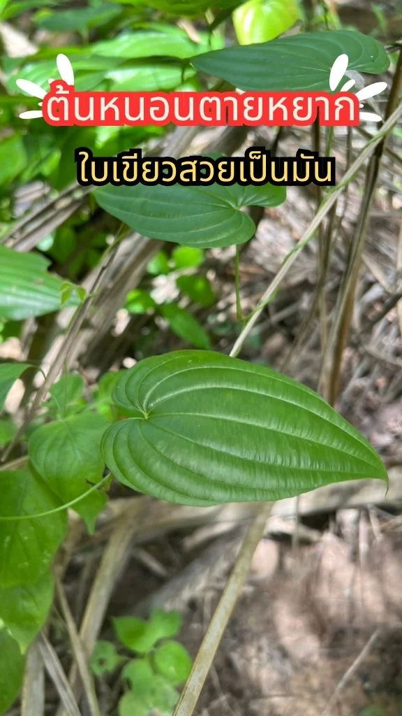 ต้นหนอนตายหยาก ต้นไม้ในป่า ใบสวยแปลกตา ไม้เลื้อยใบสวย