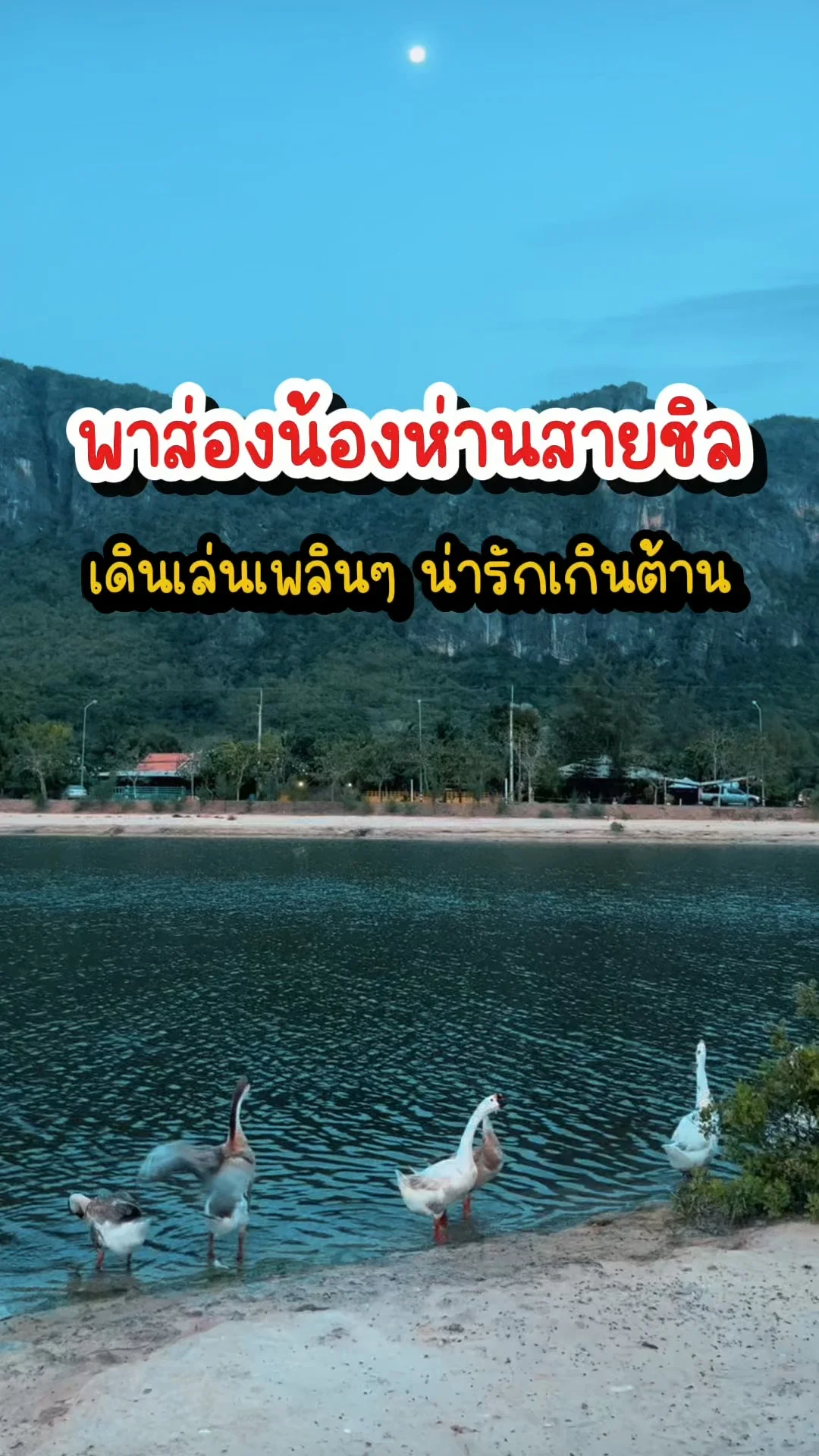พาส่องน้องห่านสายชิล เดินเล่นเพลินๆน่ารักเกินต้าน