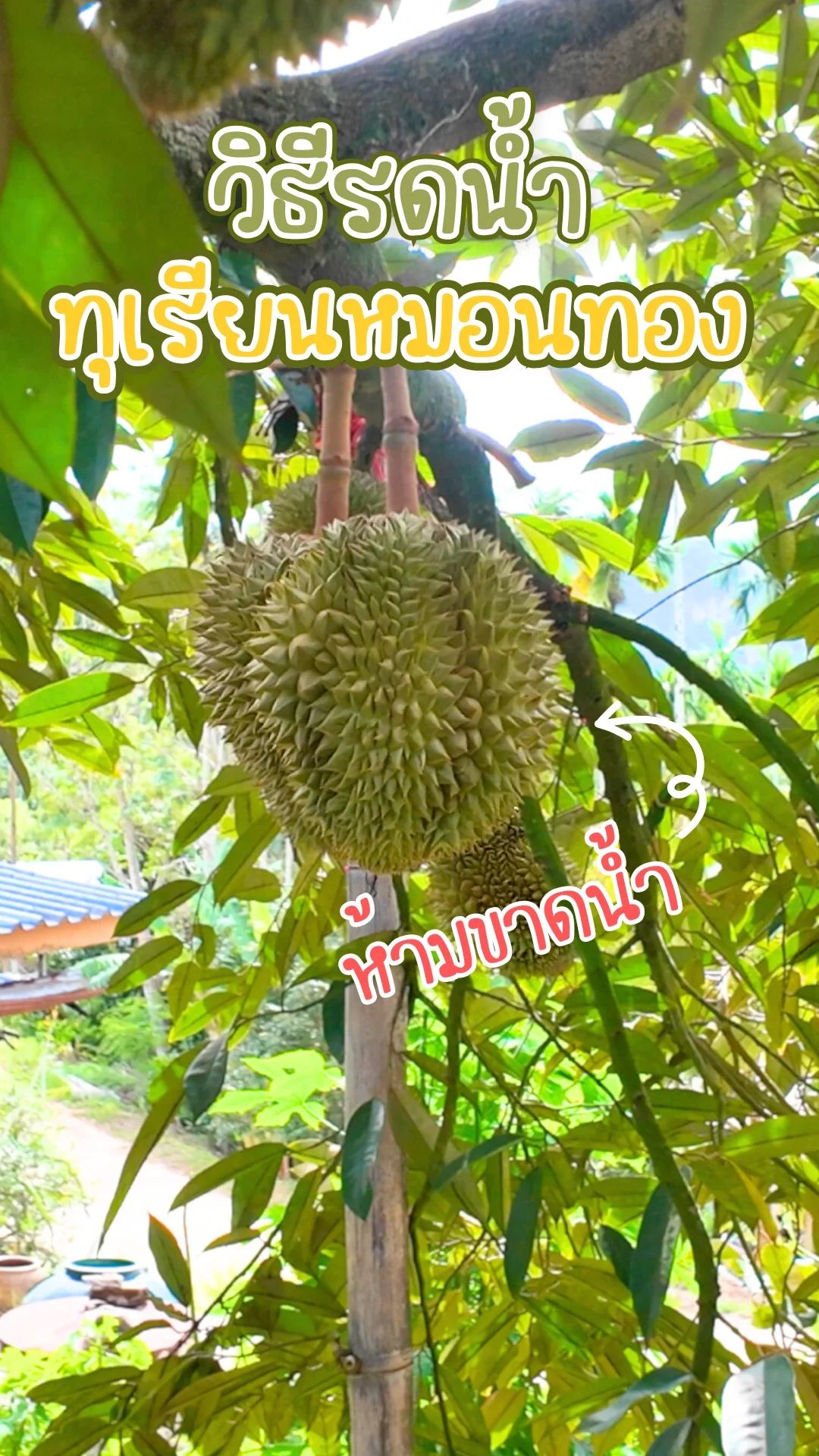 วิธีรดน้ำทุเรียนหมอนทอง รดยังไง ไปดูกัน