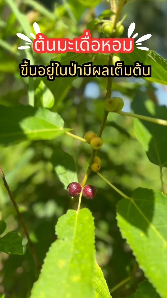 ต้นมะเดื่อหอม ไม้พุ่มขนาดเล็ก ต้นไม้ในป่า ลูกสวยแปลกตา ต้นโตเร็วมาก