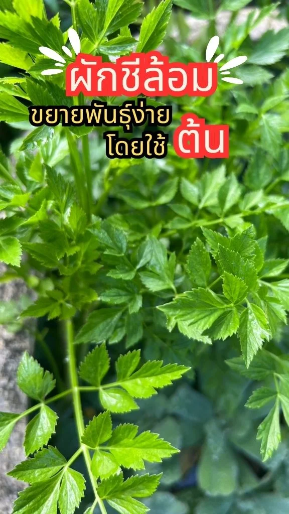 ชวนไปรู้จัก ต้นผักชีล้อม พืชน้ำสมุนไพรมากประโยชน์ ขยายพันธุ์ง่ายโดยใช้ต้น