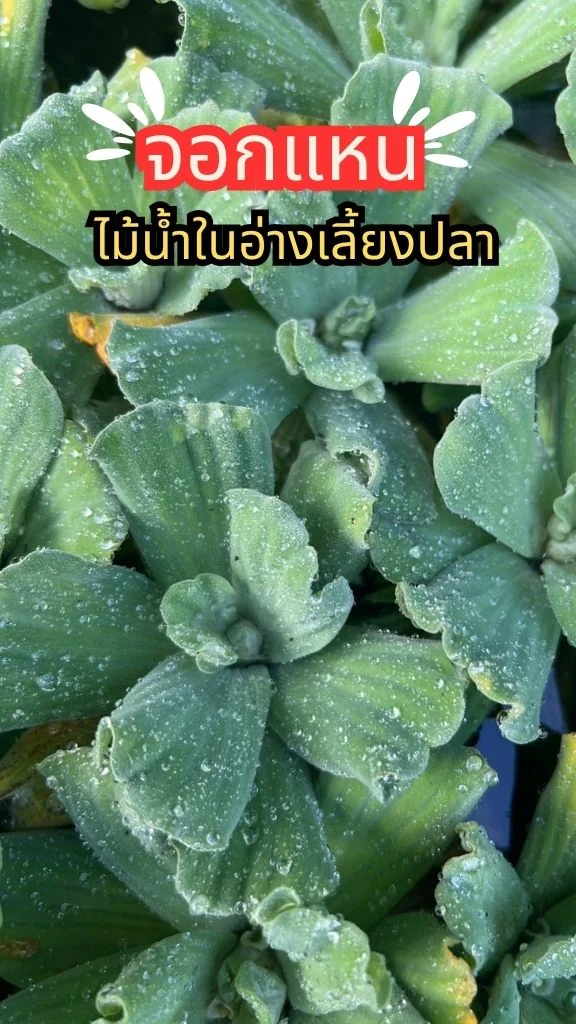 ต้นจอกแหน พืชลอยน้ำประดับอ่างปลา มีไนโตรเจนสูง ทำให้น้ำใส ขยายพันธุ์ง่ายด้วยต้น
