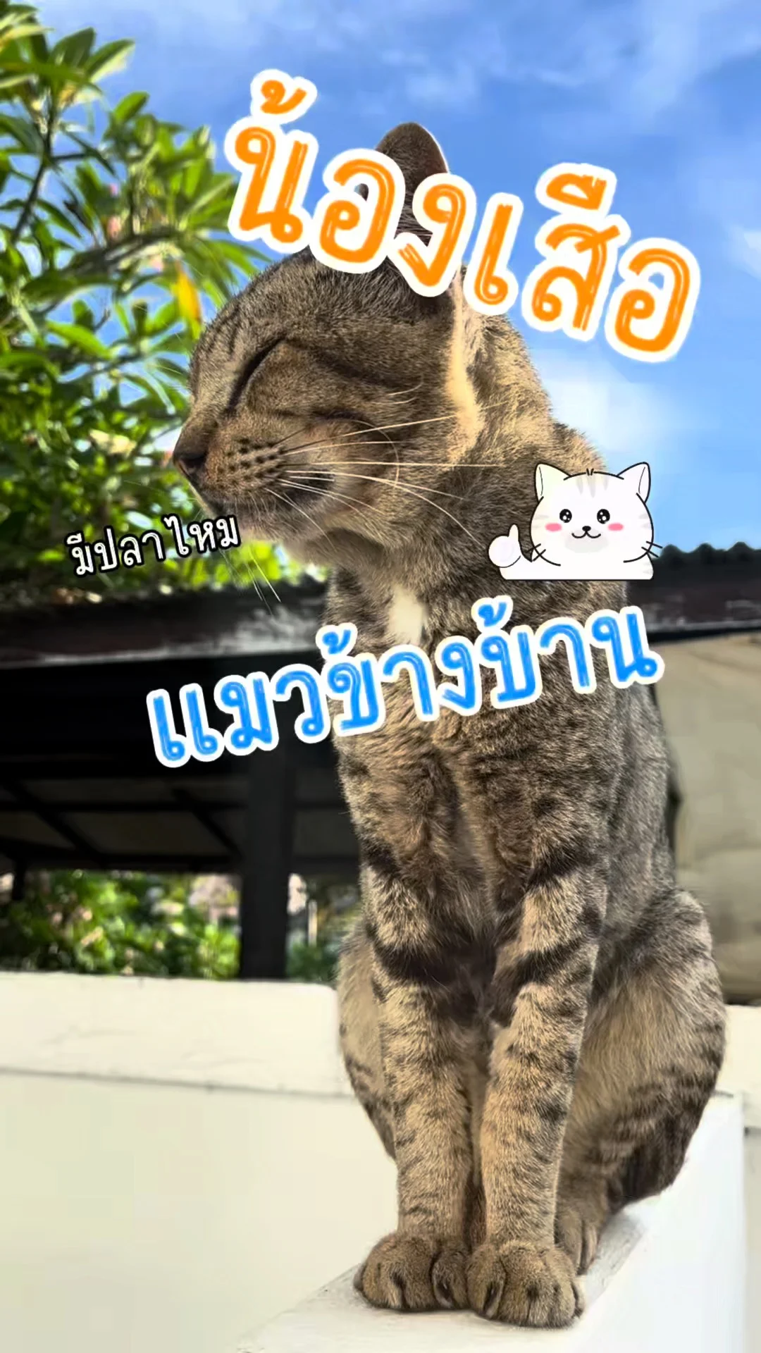 ส่องความน่ารัก น้องเสือ แมวจรข้างบ้าน