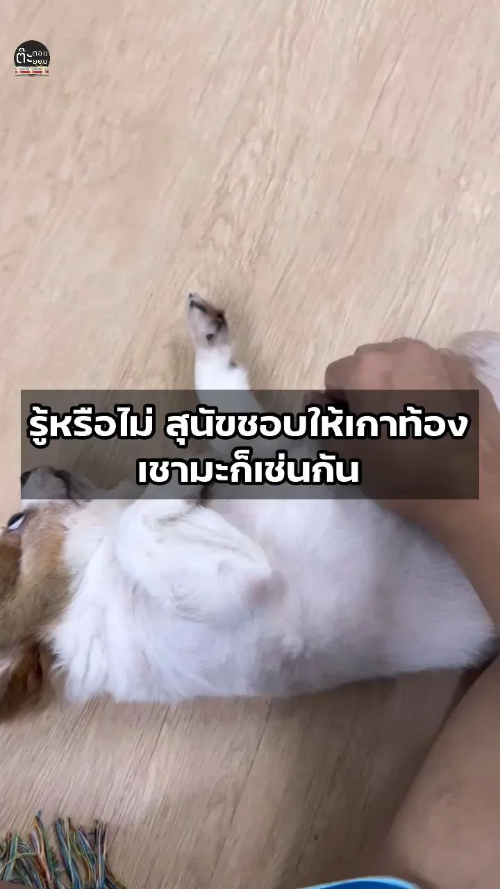 รู้หรือไม่! สุนัขชอบให้เกาท้องฟินๆ เชามะก็เช่นกัน