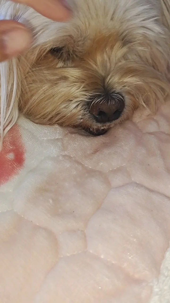 ชีวิตหมา10 ขวบ