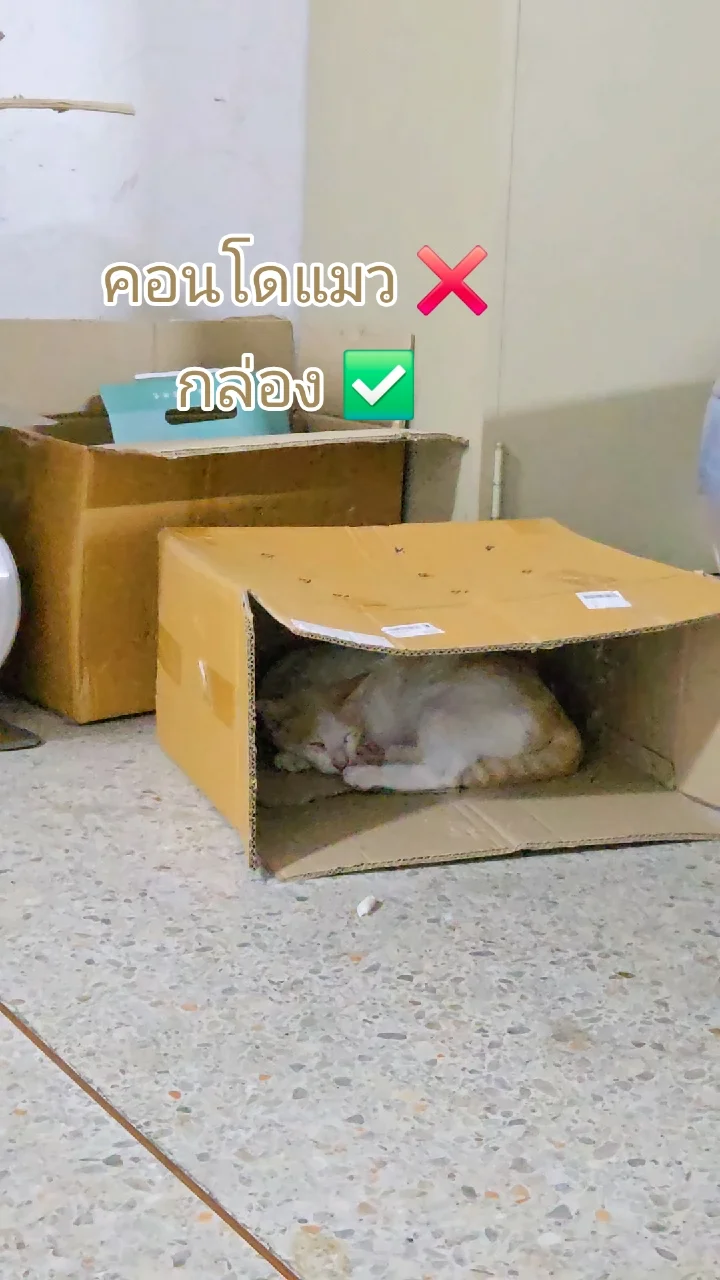 คอนโดแมว 0 vs กล่อง 1 🐯