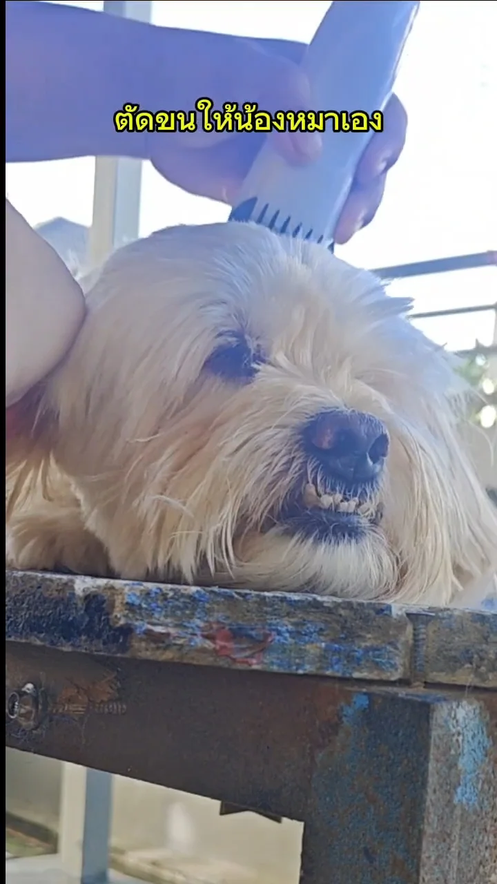 ตัดขนให้น้องหมาเอง