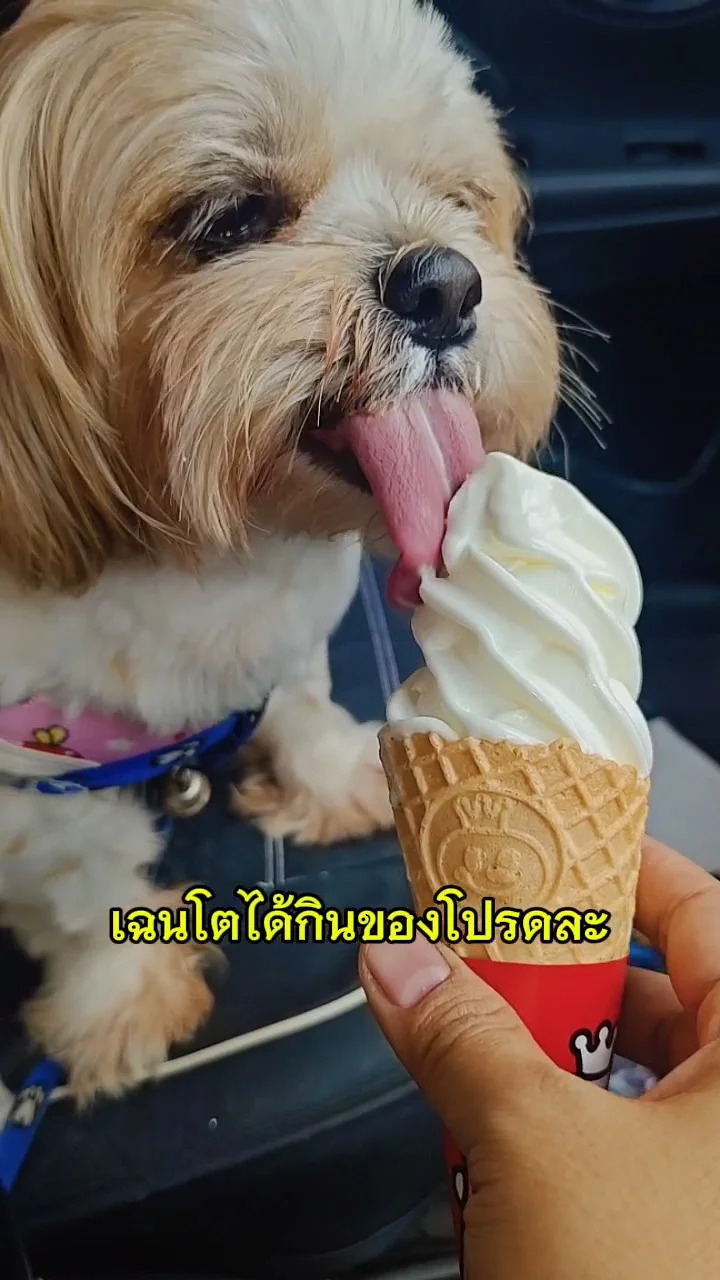 ไอศกรีมของโปรดน้องหมา 15 บาท