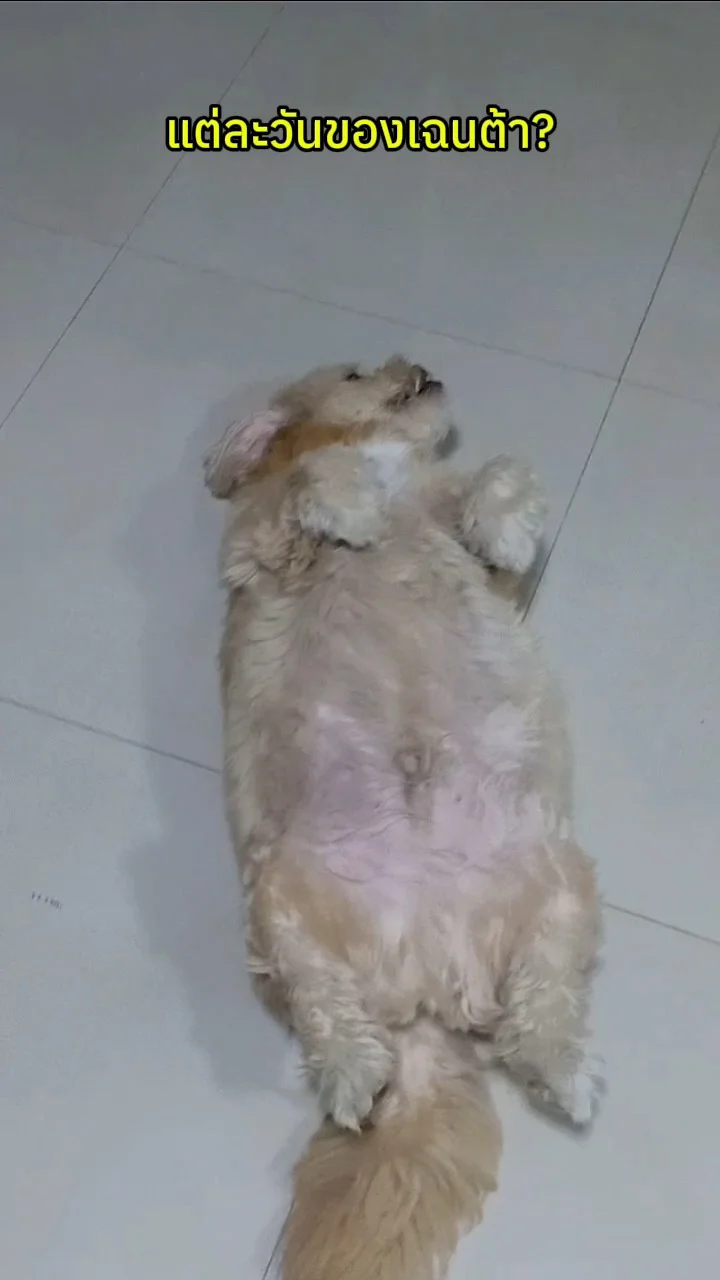 แต่ละวันของน้องหมาเฉนต้า