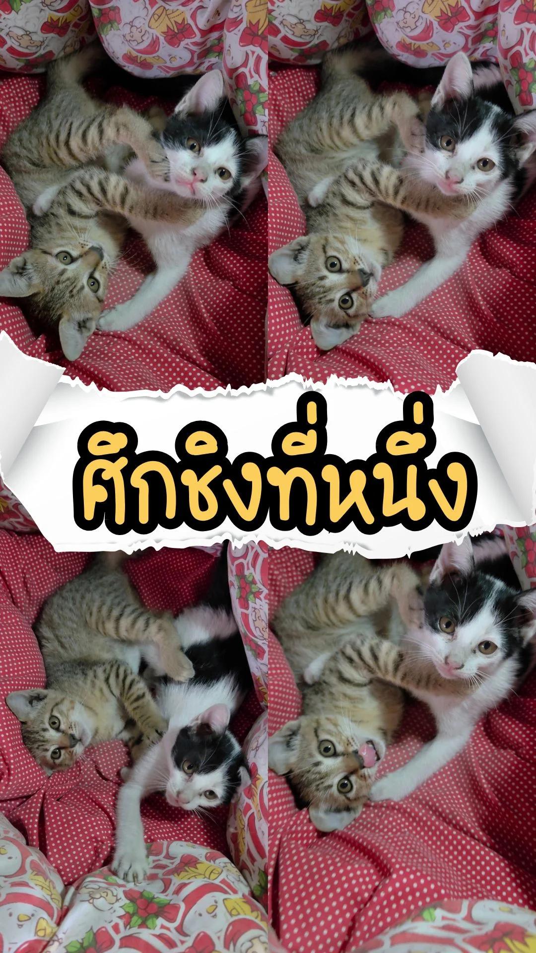 ลูกแมวต่อสู้! ศึกชิงที่หนึ่งของบ้าน โครตขำ โครตป่วน วินาทีนี้ต้องดู!!!