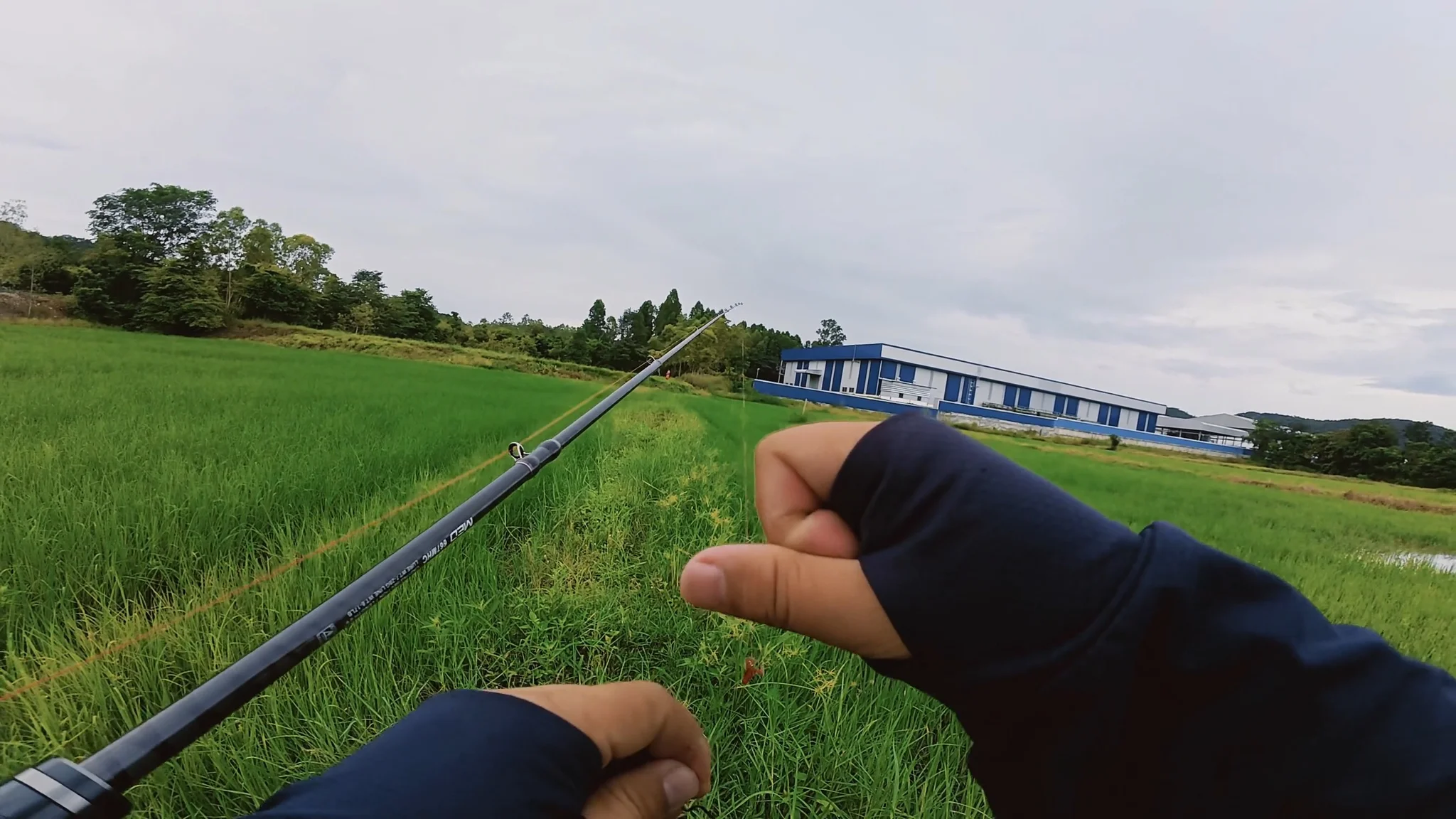 ในน้ำมีปลา ในนามีข้าว