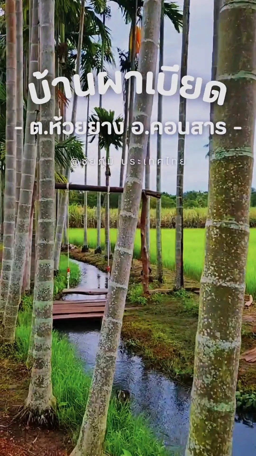 ทิวหมากบ้านผาเบียด จุดเช็คอินใหม่ ​มนต์เสน่ห์ "ทิวหมาก"  สวรรค์กลางทุ่ง ชัยภูมิ