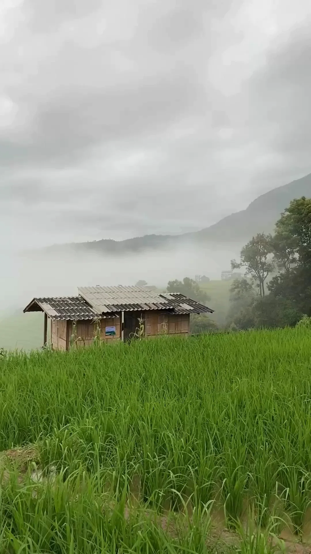 พาชมบรรยากาศหลังฝนตกตอนเช้า หมอกลงหนามาก ณ ป่าบงเปียง เชียงใหม่