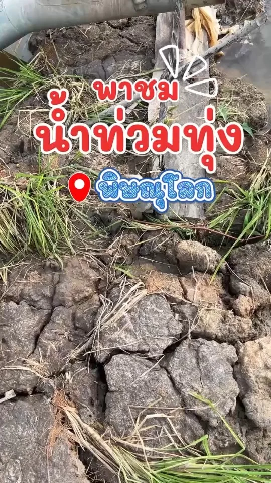 พาชมน้ำท่วม ผลงานน้องบัวลอย และการต่อสู้กับน้ำของชาวนา ที่ พิษณุโลก