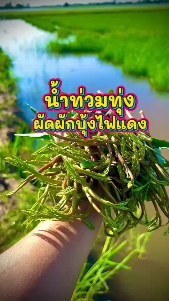 ส่องเมนู น้ำท่วมทุ่งกับ ผัดผักบุ้งไฟแดง ผักบุ้งกางนากรอบๆ บอกเลยว่าแซ่บบบ