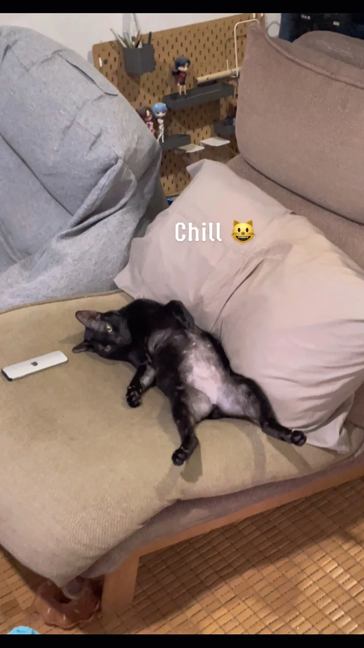 วันชิลๆ ของ แมวเหมียว 😺