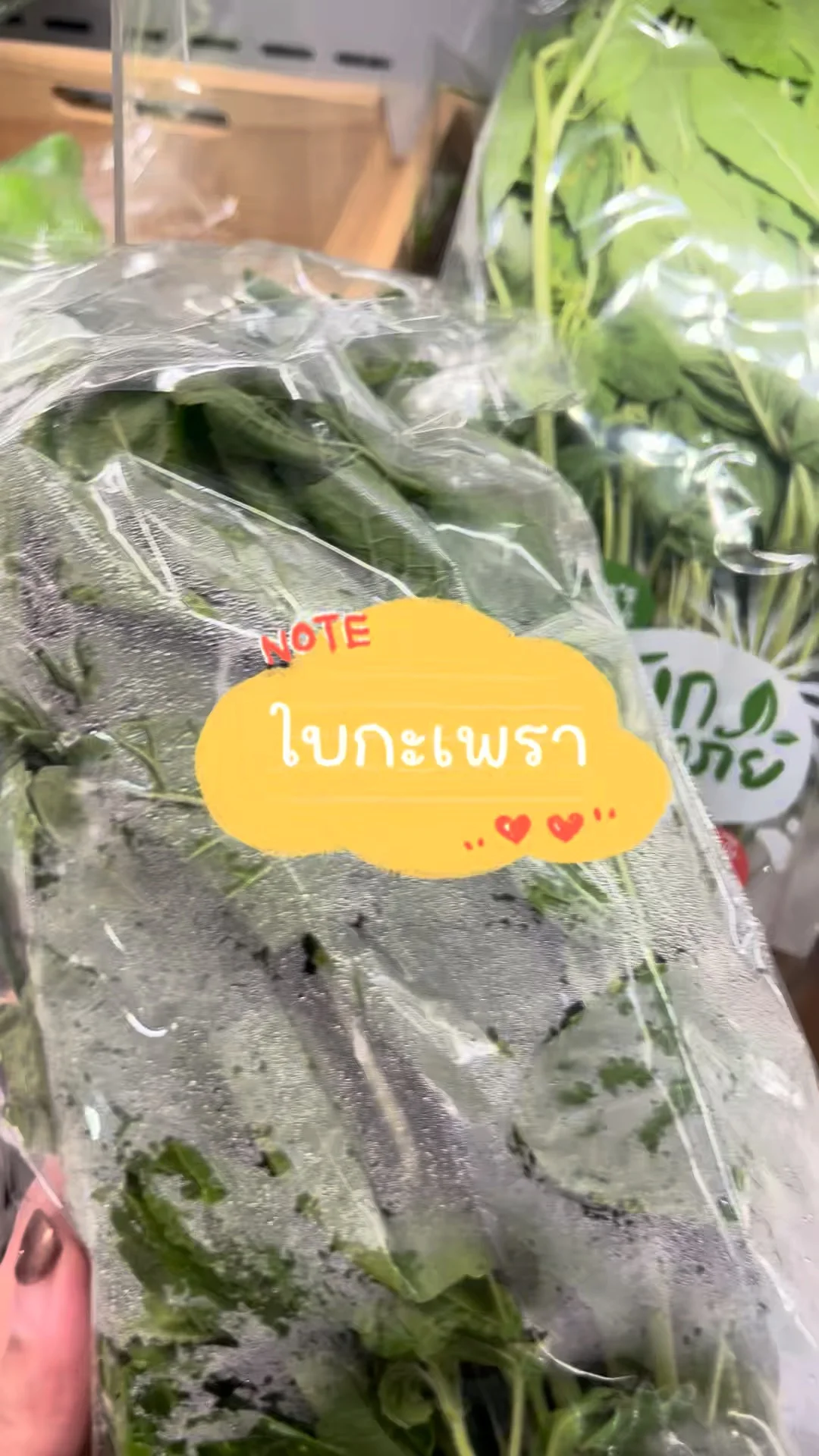 รีวิว ใบกะเพรา ใบโต ๆ เต็มต้น ต้องที่โลตัส