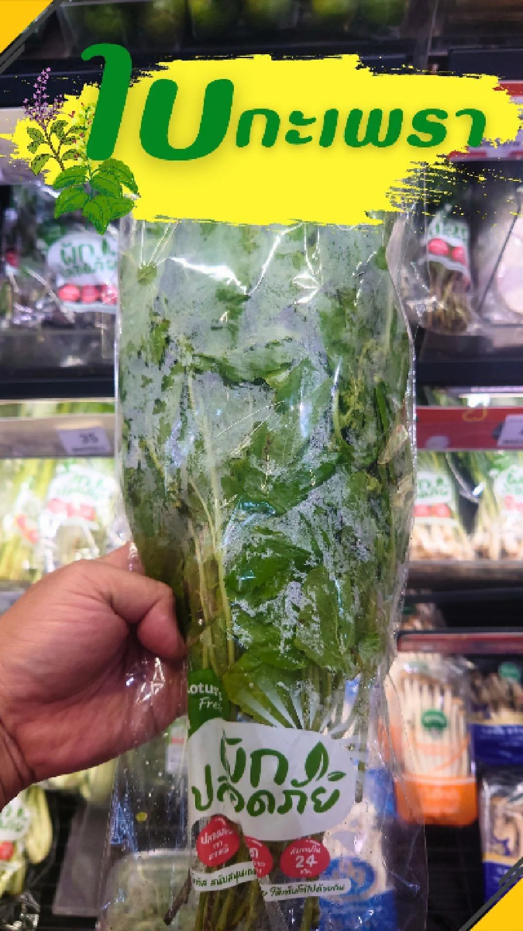 #UGCAffiliate ใบกะเพรา กลิ่นหอม สดใหม่ ทุกวัน