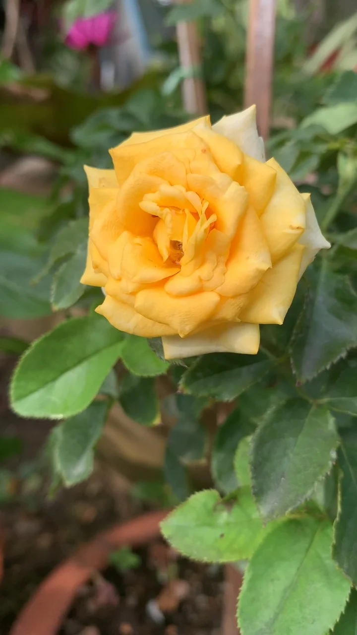 สีสันธรรมชาติในบ้าน