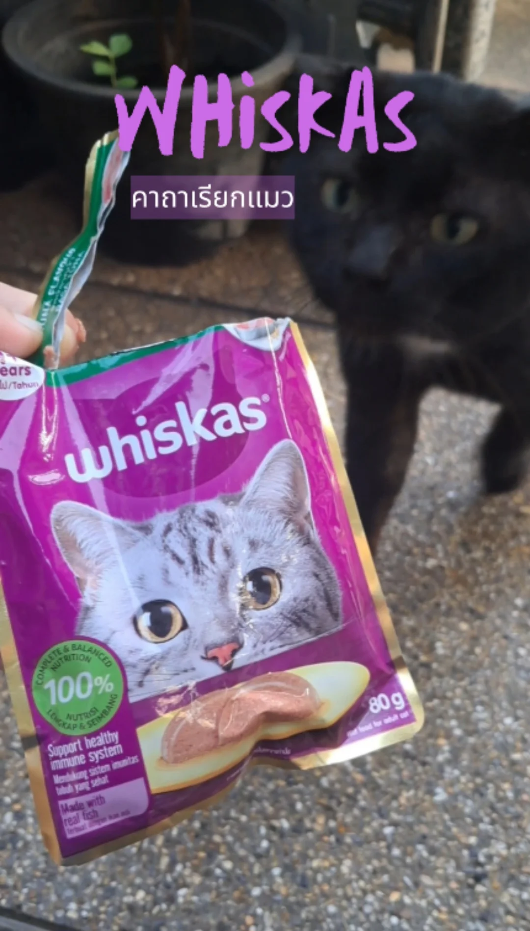 คาถาเรียกแมว whiskas ฉีกซองปุ๊บ แมวมาปั๊บ #UGCAffiliate