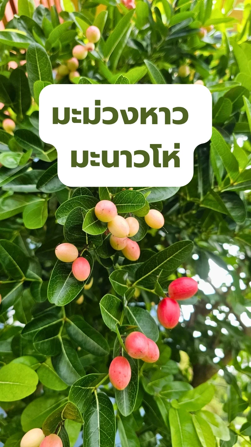 มะม่วงหาวมะนาวโห่ ต้นที่บ้านดกมาก